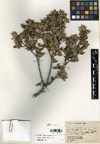 Quercus cedrosensis image