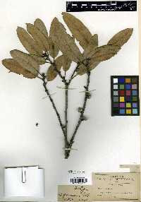 Quercus praineana image