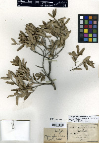 Quercus pringlei image