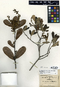 Quercus revoluta image