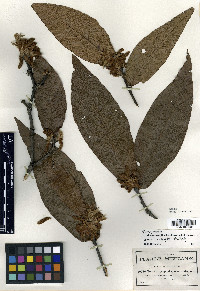 Quercus rysophylla image