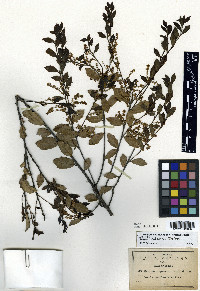Quercus depressa image