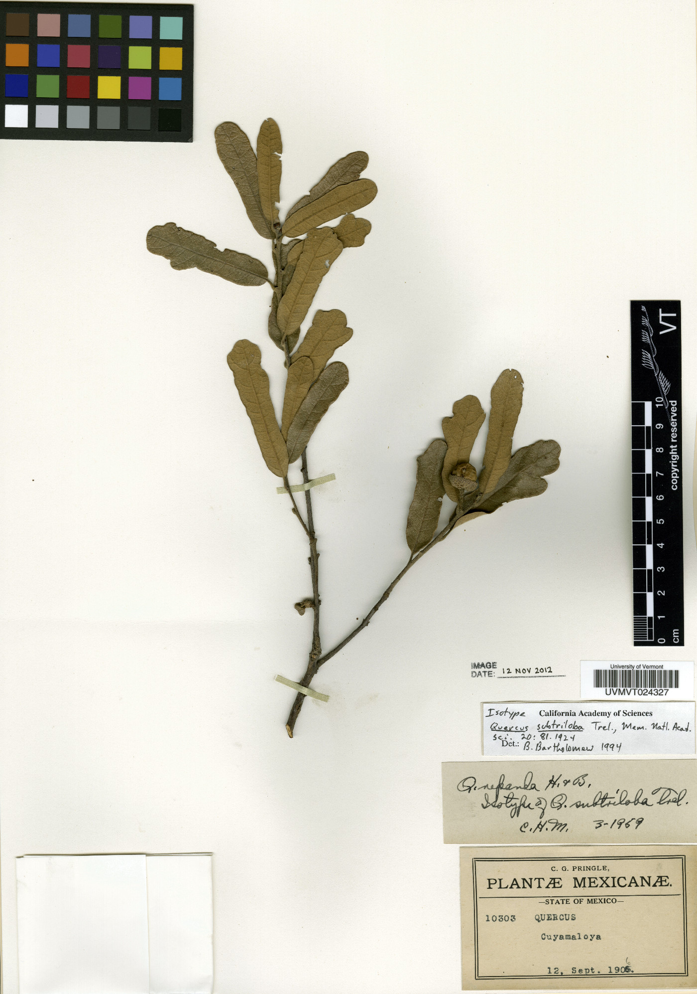 Quercus subtriloba image