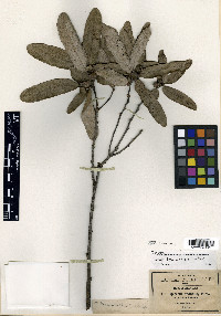 Quercus transmontana image