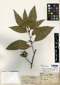 Quercus trinitatis image