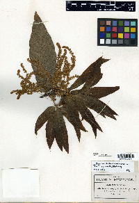 Quercus rysophylla image