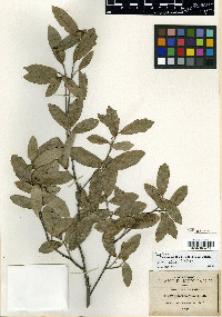 Quercus vaseyana image