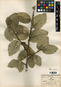 Ficus pringlei image