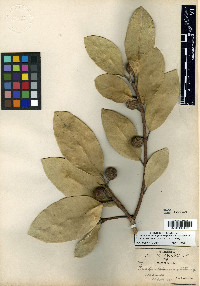 Ficus maxima image
