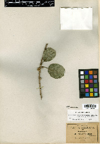 Ficus subrotundifolia image