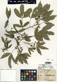 Casimiroa watsonii image