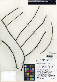 Phoradendron californicum image