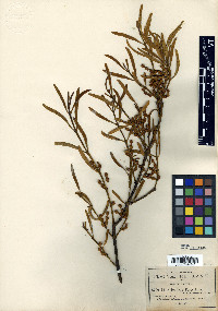 Phoradendron forestierae image