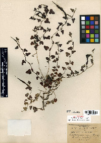 Aristolochia nana image