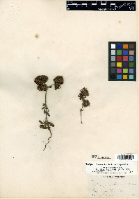 Chorizanthe palmeri image