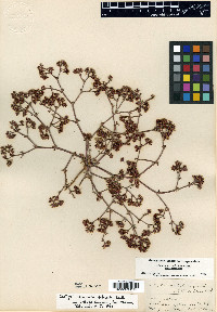 Chorizanthe staticoides image