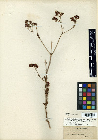 Eriogonum abertianum var. abertianum image