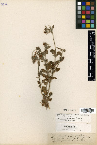 Eriogonum abertianum var. abertianum image