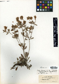 Eriogonum jamesii image