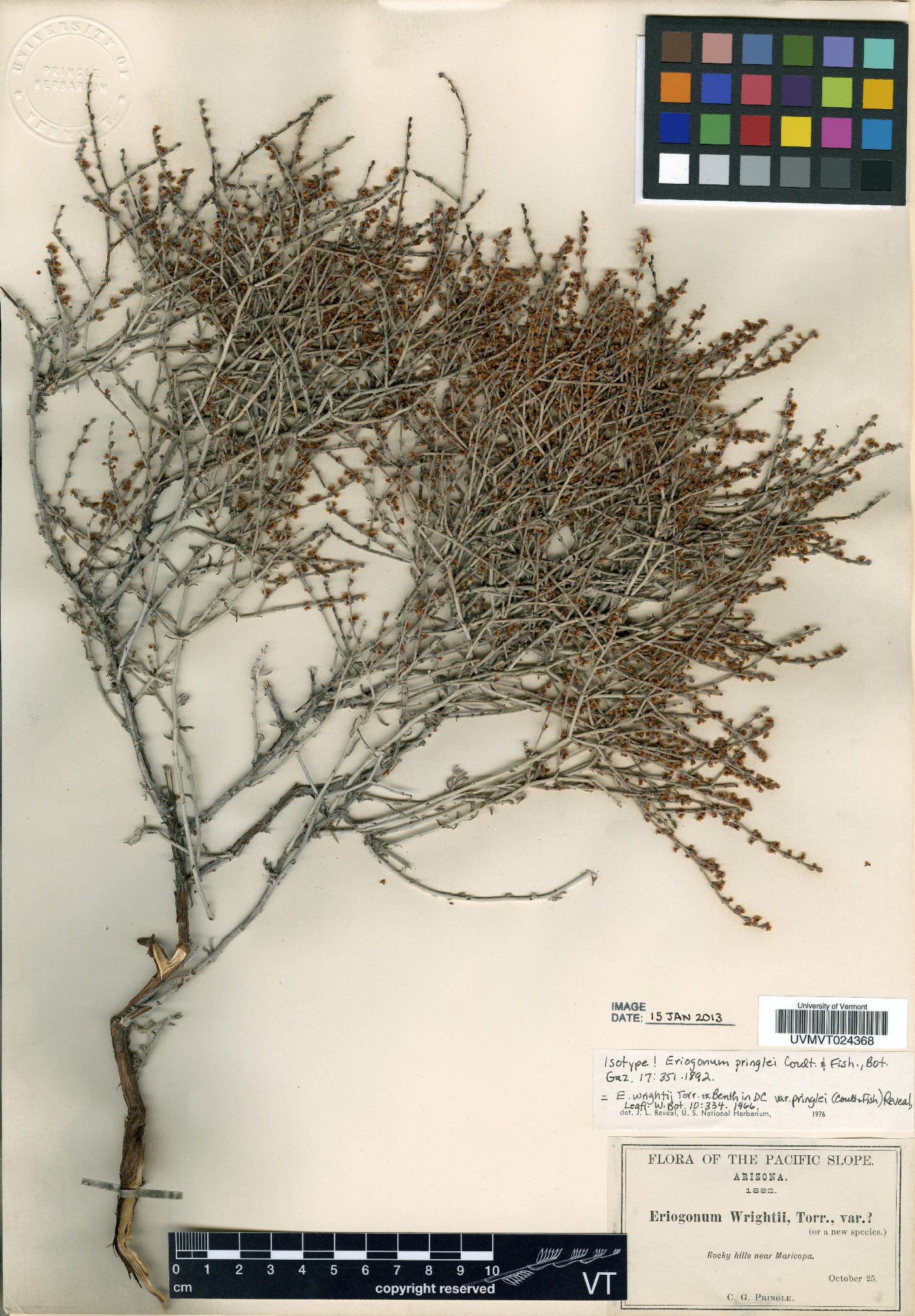 Eriogonum wrightii var. pringlei image
