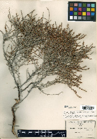 Eriogonum wrightii var. pringlei image