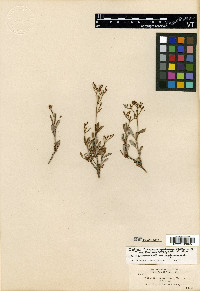 Eriogonum microtheca image