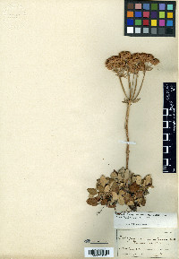 Eriogonum ursinum image