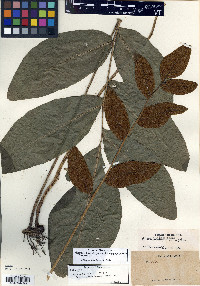 Mickelia hemiotis image