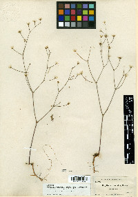 Oxytheca parishii image