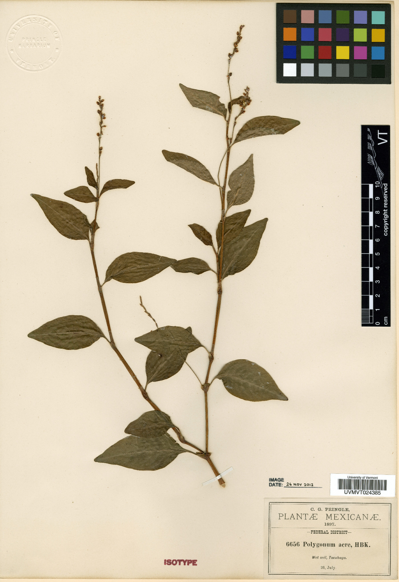 Polygonum acre image
