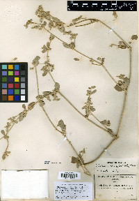 Tidestromia suffruticosa image