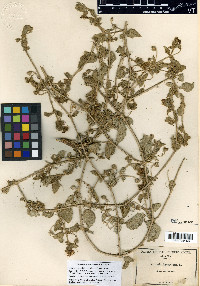 Allionia incarnata var. villosa image