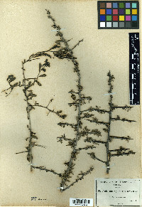 Phaulothamnus spinescens image
