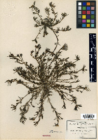 Portulaca pilosa image