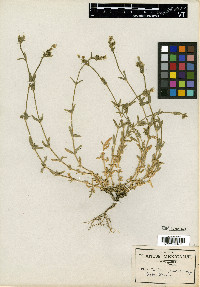 Cerastium nutans image