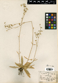 Cerastium madrense image