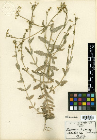 Cerastium nutans image