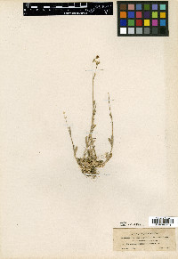 Cerastium sordidum image
