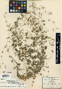 Drymaria laxiflora image