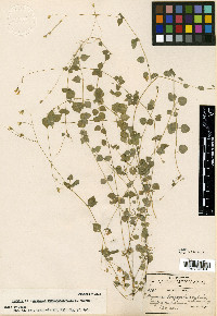 Media resource of Drymaria longepedunculata