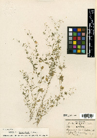 Drymaria tenuis image