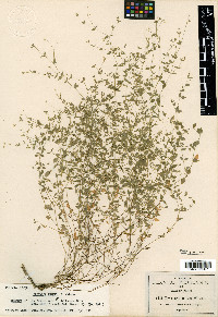 Drymaria tenuis image