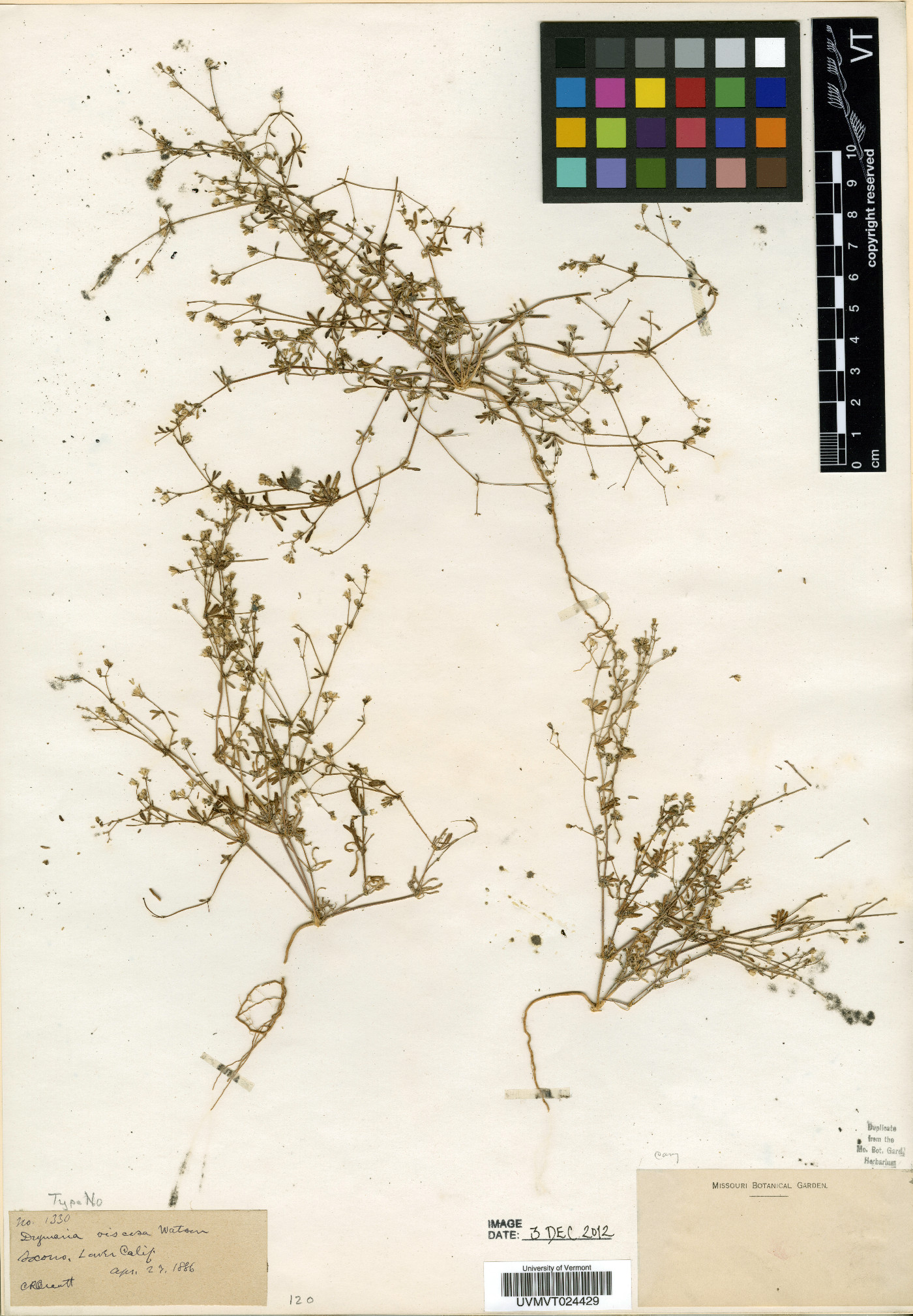 Drymaria viscosa image