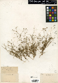 Drymaria viscosa image