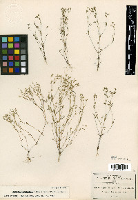 Drymaria leptophylla image