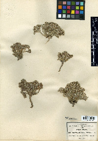 Paronychia wilkinsonii image