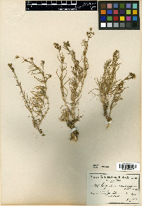 Spergularia namaquensis image