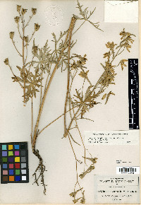 Delphinium viride image