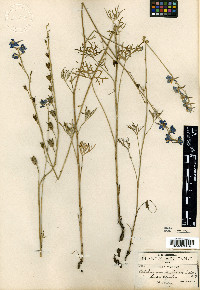 Delphinium madrense image