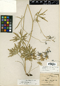 Delphinium subscandens image